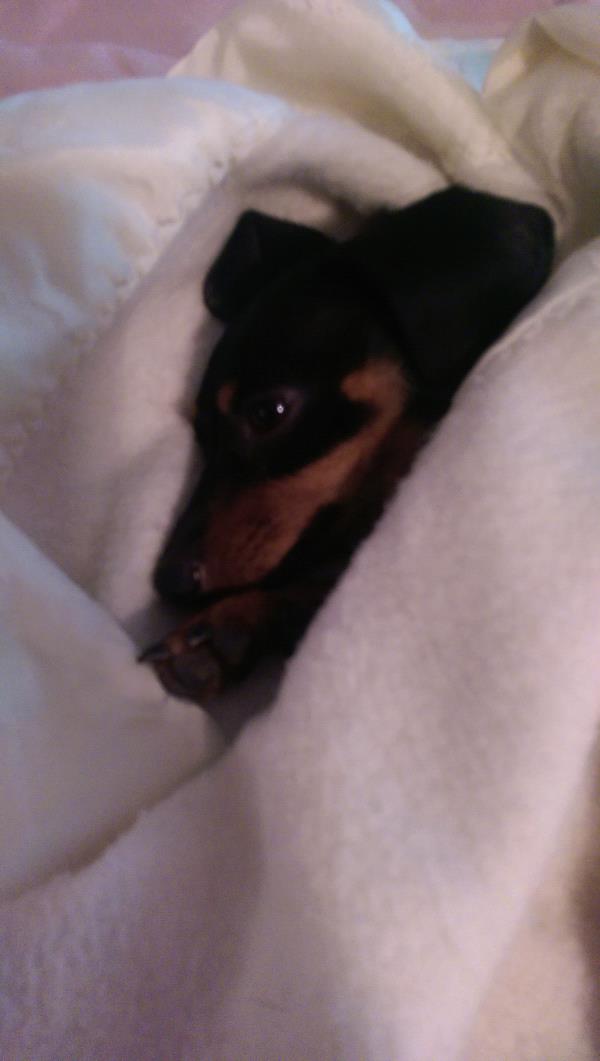 /Images/uploads/Humane Society of Utah/HSUCalendar/entries/666thumb.jpg